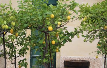 Limoni a Villa Spinosa